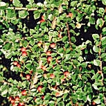 Cotoneaster horizontal - Gri�olera - Cotoneaster horizontalis