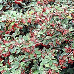 Cotoneaster lacteus