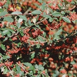 Cotoneaster lacteus