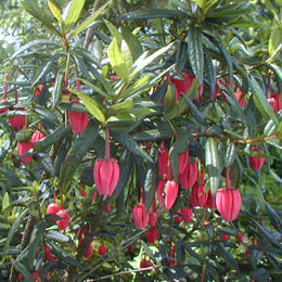 Polizonte o chaquihue - Crinodendron hookerianum