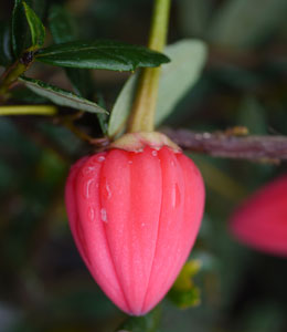 Polizonte o chaquihue - Crinodendron hookerianum