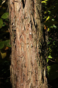 Cedro japon�s - Cryptomeria japonica