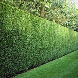Cipr�s de Leyland - Cupressocyparis leylandii: seto