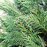 Cipr�s de Leyland - Cupressocyparis leylandii