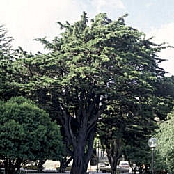Cipr�s Monterrey - Cupressus macrocarpa - Cupressus lambertiana