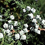 Cipr�s Monterrey - Cupressus macrocarpa - Cupressus lambertiana