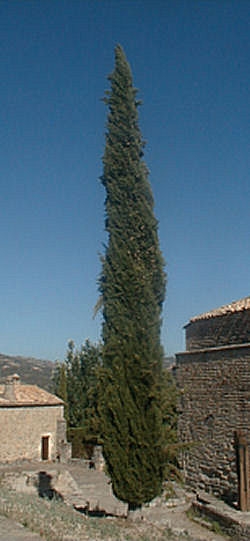 Cipr�s com�n - Cipr�s de Italia - Cupressus sempervirens pyramidalis