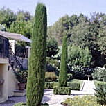Cipr�s com�n - Cipr�s de Italia - Cupressus sempervirens pyramidalis