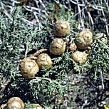 Cipr�s com�n - Cipr�s de Italia - Cupressus sempervirens pyramidalis