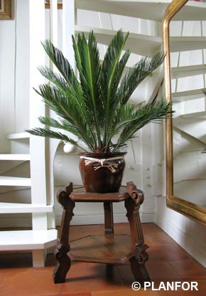 Palma de Sagu o Sagu del Japon o Cica - planta de interior
