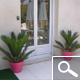 cycas revoluta
