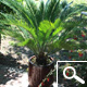 cycas revoluta