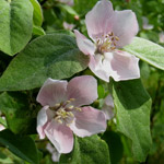 Flor de Membrillo