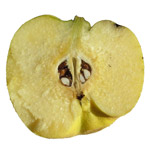 Fruto de Membrillo