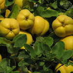 Frutos de Membrillo