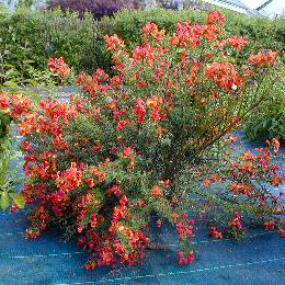 Cytisus scoparius 'Lena'