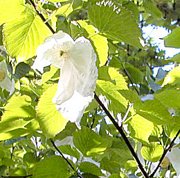 Arbol de los pañuelos