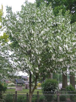 Arbol de los pa�uelos
