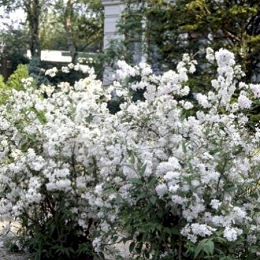 Deucia gracilis - Deutzia gracilis 