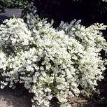 Deucia gracilis - Deutzia gracilis 