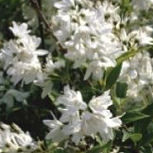 Deucia gracilis - Deutzia gracilis 