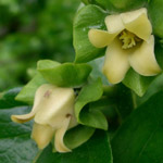 flores de Kaki o Palosanto
