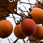 frutos de Kaki o Palosanto