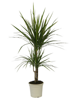 Dracaena marginata - Dracaena marginata - plantas de interior
