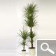 Dracaena marginata - planta de interior