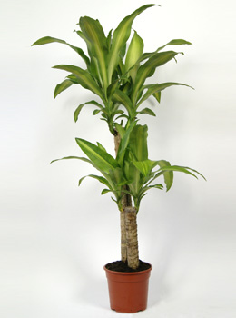 Dracaena massangeana - Dracaena massangeana - plantas de interior