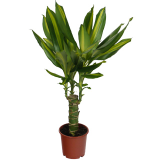 Dracaena massangeana - 1 tronco - Maceta D. 12 cm - Dracaena massangeana - Planta de interior