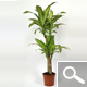 Dracaena massangeana - planta de interior