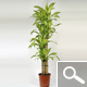Dracaena massangeana - planta de interior