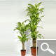 Dracaena massangeana - planta de interior
