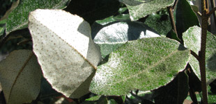 Follaje Elaeagnus ebbingei