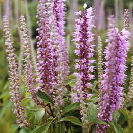 Elsholtzia stauntonii - Elsholtzia stauntonii