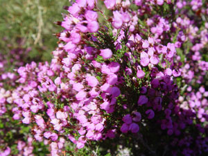 Brezo rubio - Erica australis