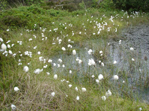 La hierba algodonera - Eriophorum angustifolium
