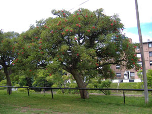 Ceibo, pico de gallo - Erythrina crista galli