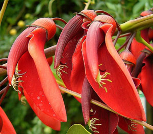 Ceibo, pico de gallo - Erythrina crista galli