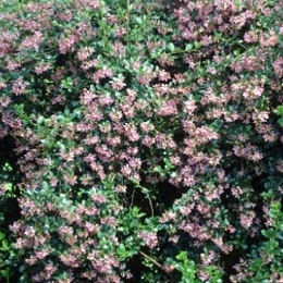 Escalonia - Siete camisas - Escallonia macrantha