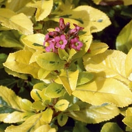 Escalonia organiensis Aureovariegata - Escallonia organiensis Aureovariegata