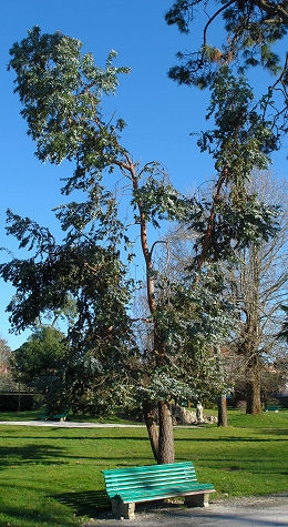 Eucalipto de Gunn - Eucalyptus gunnii