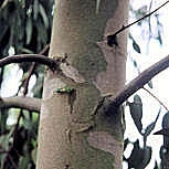Eucalipto de Gunn - Eucalyptus gunnii