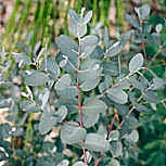 Eucalipto de Gunn - Eucalyptus gunnii