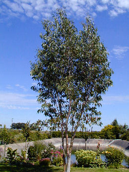 Eucalipto de las Nieves - Eucalyptus niphophila