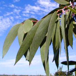 Eucalipto de las Nieves - Eucalyptus niphophila
