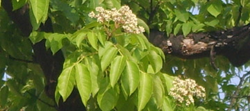 �rbol de las abejas - Tetradium daniellii o Euodia daniellii - Floraci�n