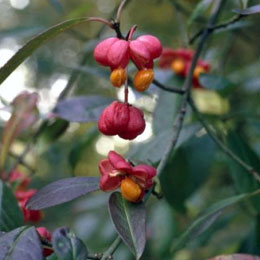 Ev�nimo o Bonetero - Euonymus europaeus