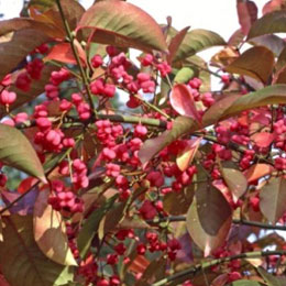 Ev�nimo o Bonetero - Euonymus europaeus